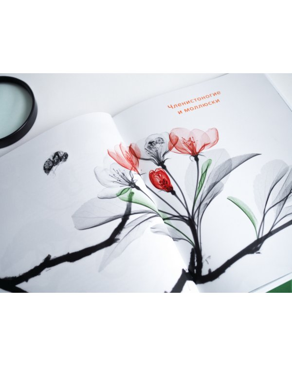 Вижу насквозь. Удивительные рентгеновские снимки животных