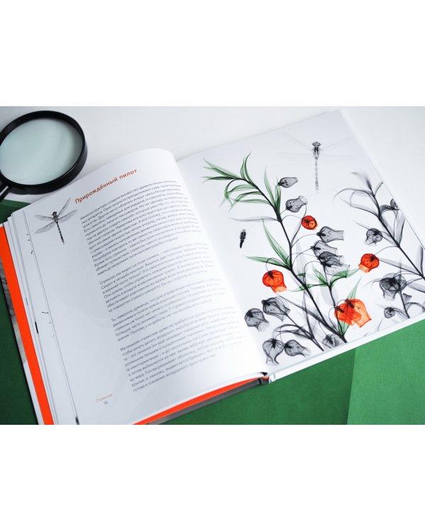 Вижу насквозь. Удивительные рентгеновские снимки животных