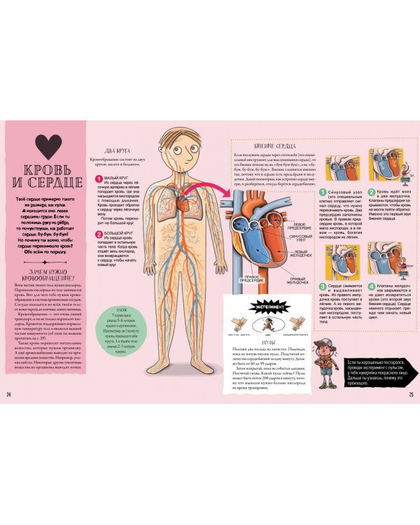 Как устроено человеческое тело. От клетки до сердца