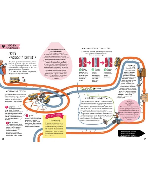 Как устроено человеческое тело. От клетки до сердца