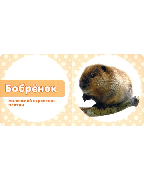 Мои лесные друзья