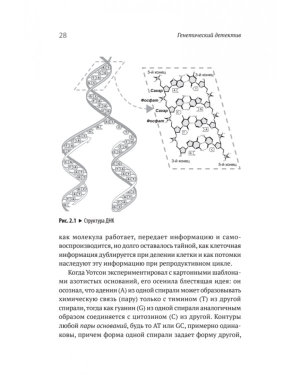 Генетический детектив. От исследования рибосомы к Нобелевской премии