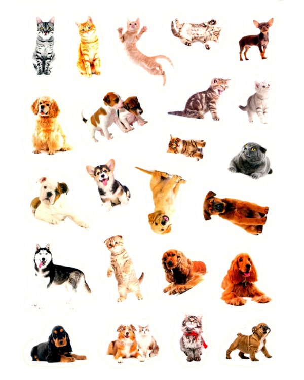 Кошки и собаки