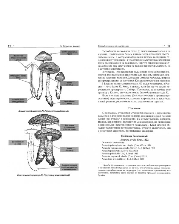 Его Величество Мухомор