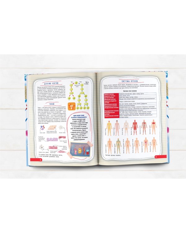 Атлас анатомии человека