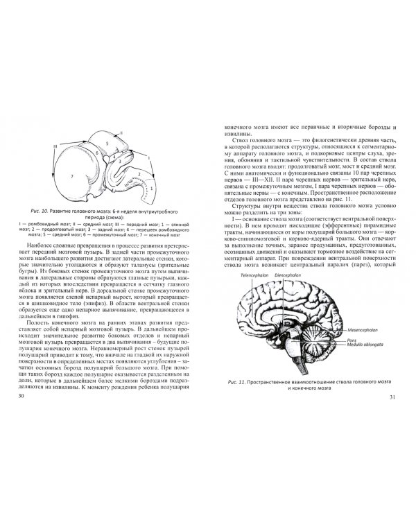 Функционально-клиническая анатомия головного мозга