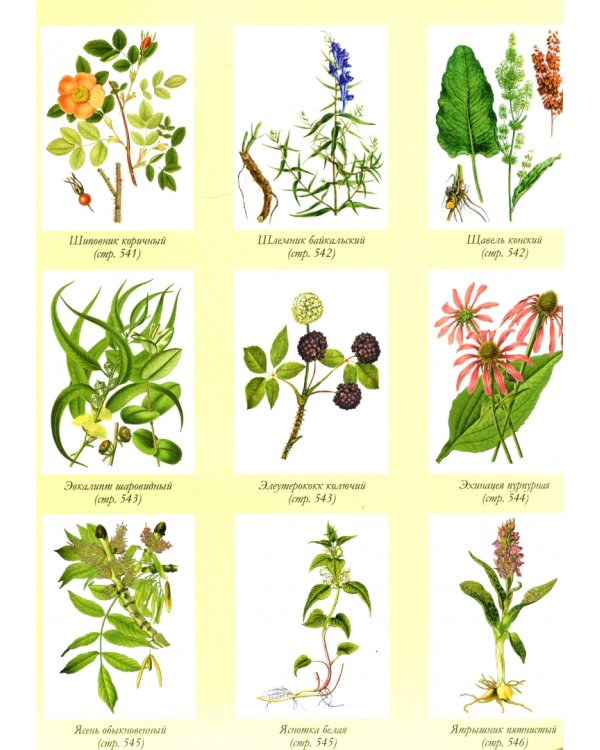 Большая энциклопедия народной медицины.Более 250 цветных иллюстр-ий