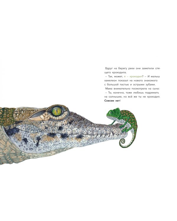 Большой вопрос маленького хамелеона