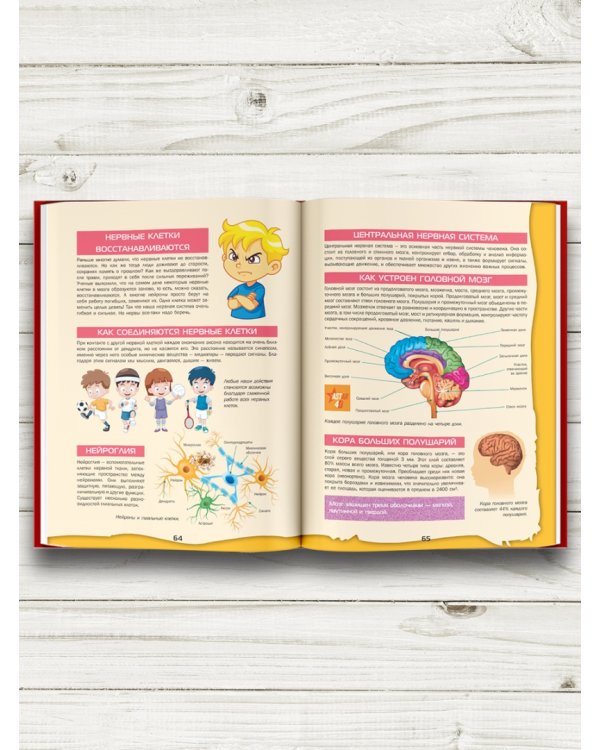 Большой 4D-атлас анатомии человека