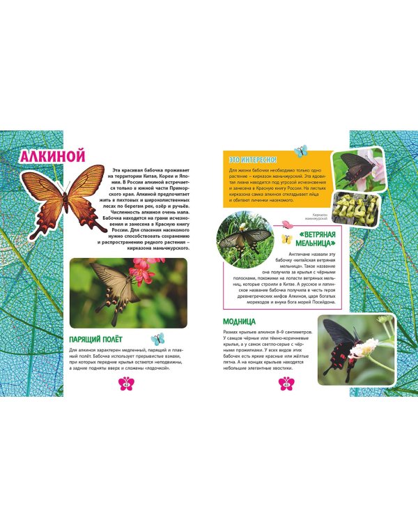 Бабочки. Детская энциклопедия