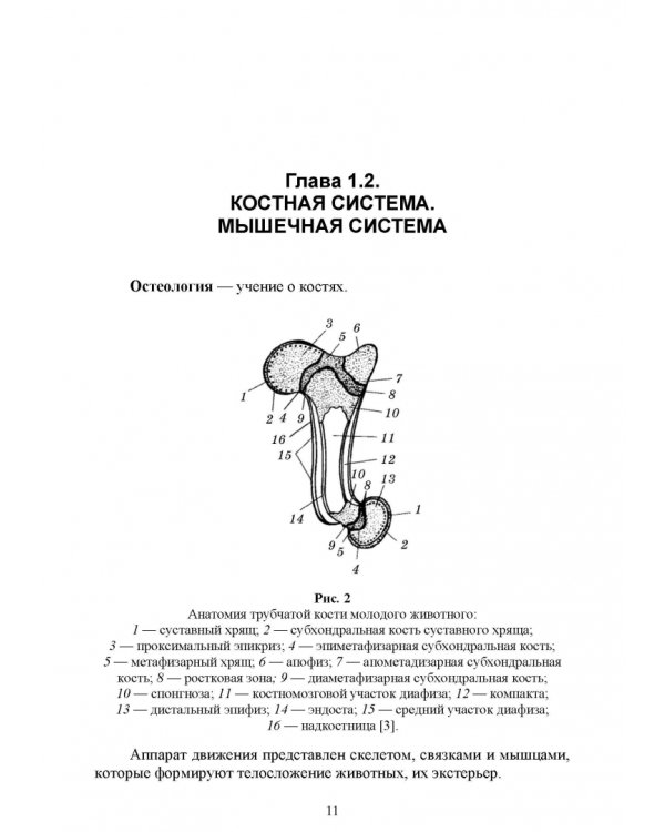 Основы анатомии и физиологии собак. Учебное пособие