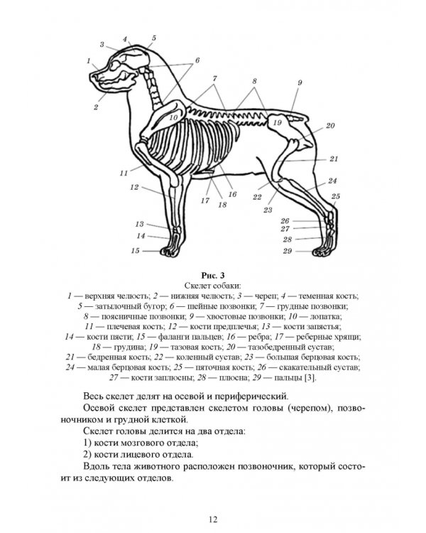 Основы анатомии и физиологии собак. Учебное пособие