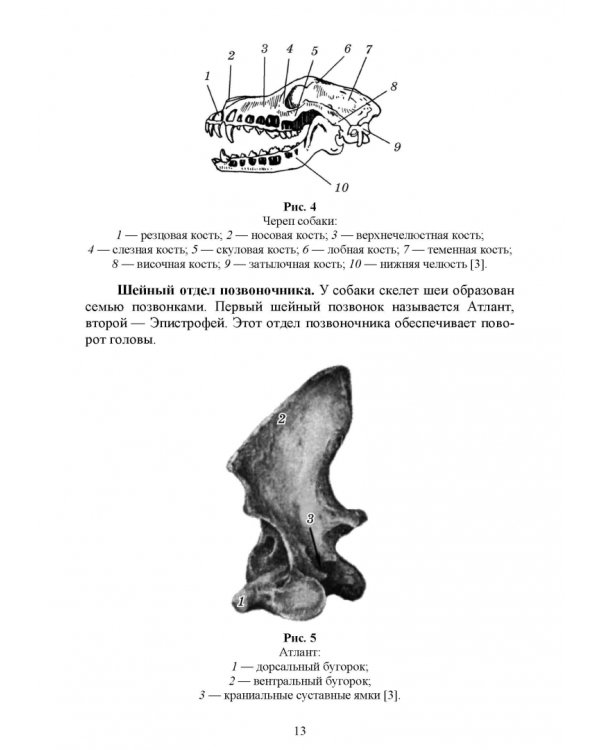 Основы анатомии и физиологии собак. Учебное пособие