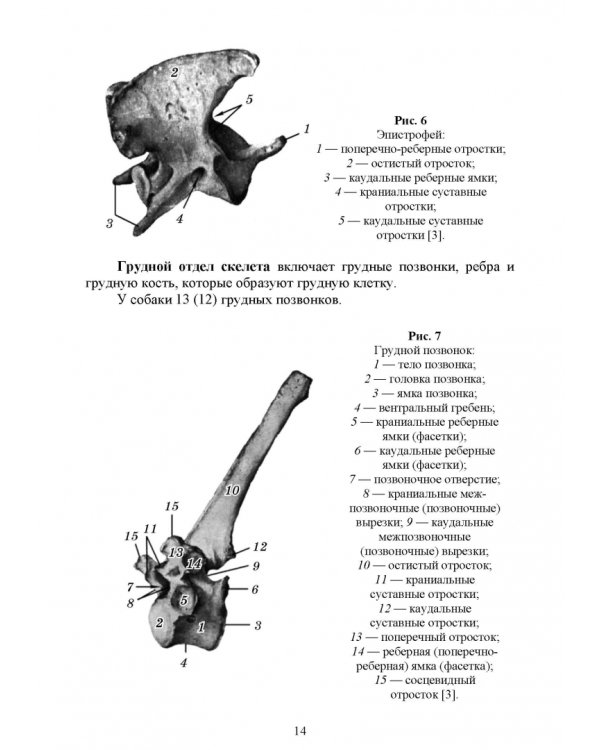 Основы анатомии и физиологии собак. Учебное пособие