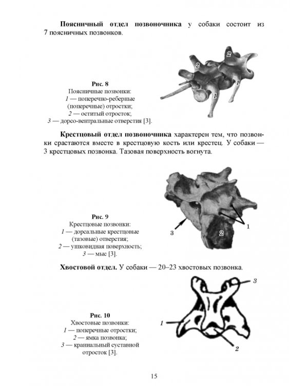 Основы анатомии и физиологии собак. Учебное пособие