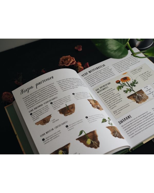 Природа вокруг нас. Растения и Деревья (2 книги в 1 томе-перевертыше)