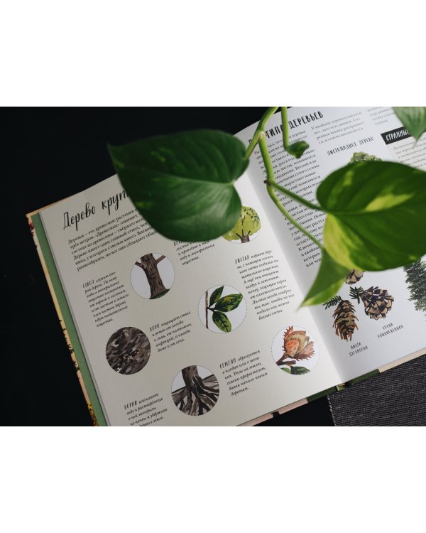 Природа вокруг нас. Растения и Деревья (2 книги в 1 томе-перевертыше)