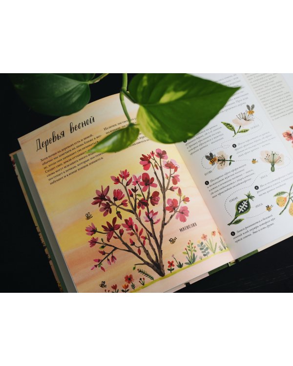 Природа вокруг нас. Растения и Деревья (2 книги в 1 томе-перевертыше)