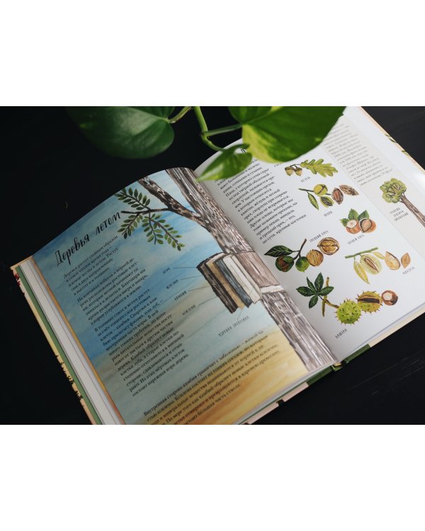 Природа вокруг нас. Растения и Деревья (2 книги в 1 томе-перевертыше)