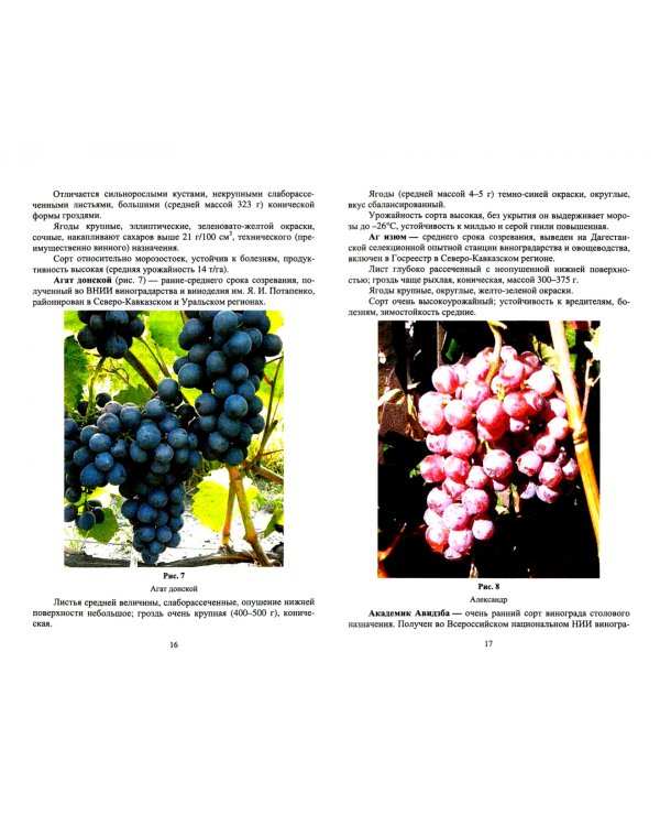 Частное плодоводство. Виноград. Учебное пособие