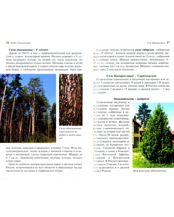 Определитель деревьев и кустарников средней полосы России