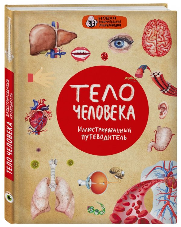 Тело человека