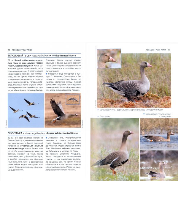 Птицы России. Фотоопределитель