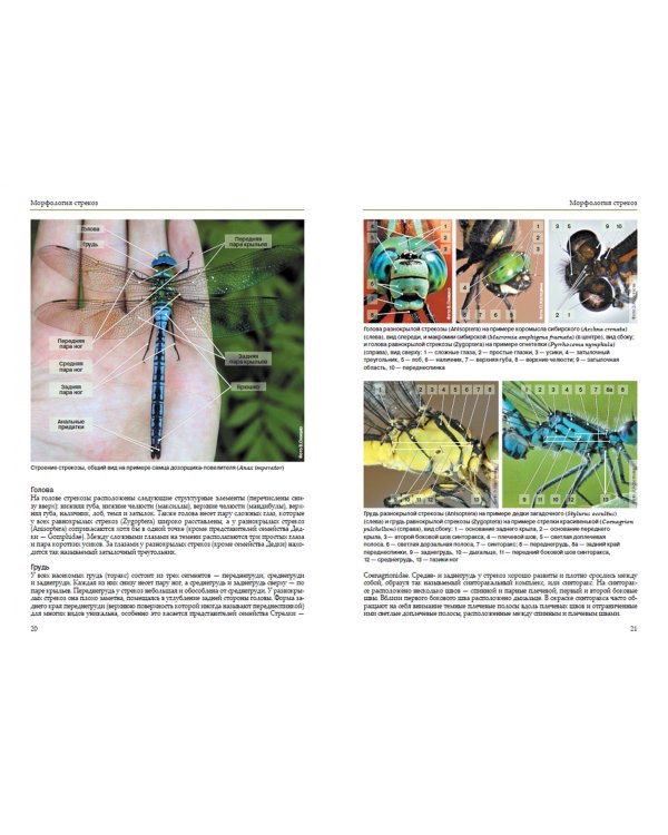 Стрекозы России. Иллюстрированный атлас-определитель