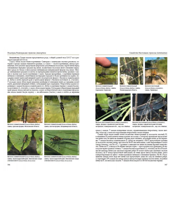 Стрекозы России. Иллюстрированный атлас-определитель