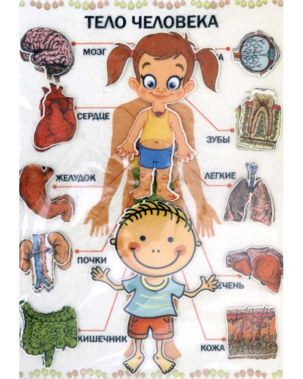 Развивающая игра из фетра. Тело человека