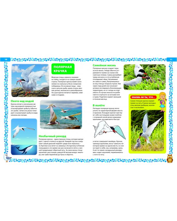 Большая книга о птицах. Иллюстрированная энциклопедия