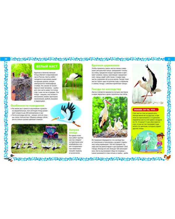 Большая книга о птицах. Иллюстрированная энциклопедия