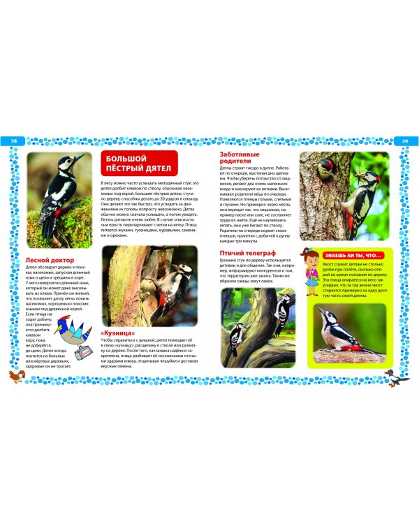 Большая книга о птицах. Иллюстрированная энциклопедия