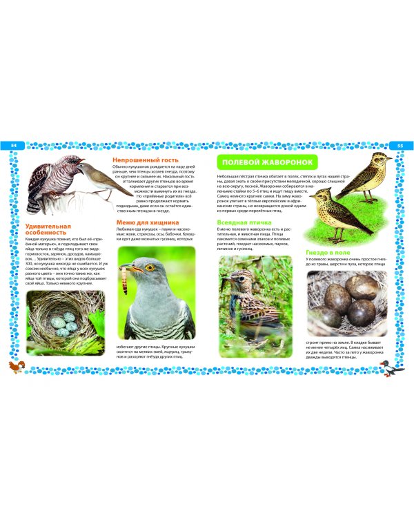 Большая книга о птицах. Иллюстрированная энциклопедия