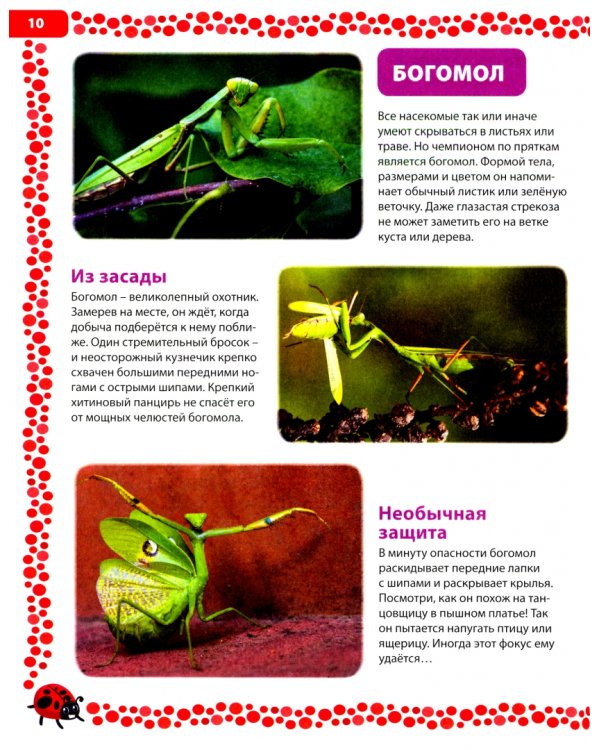 Насекомые России. Детская энциклопедия