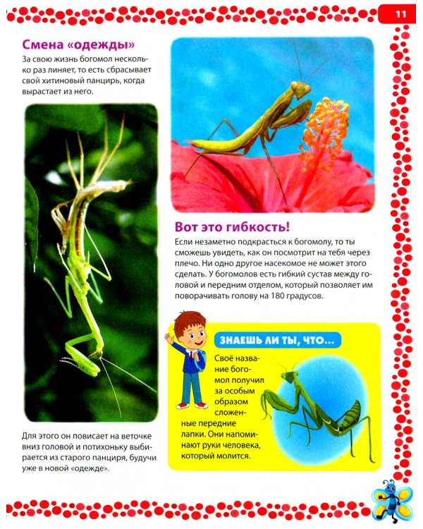 Насекомые России. Детская энциклопедия