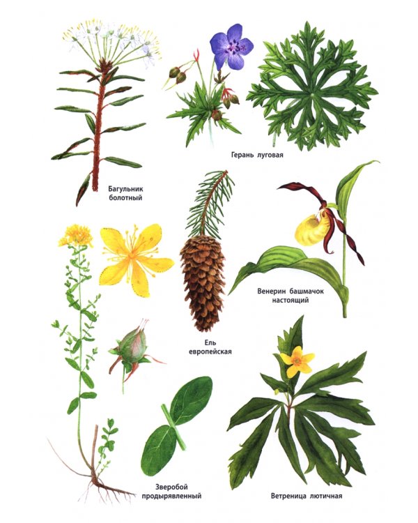 Растения России. ФГОС