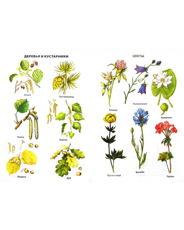 Растения России. ФГОС