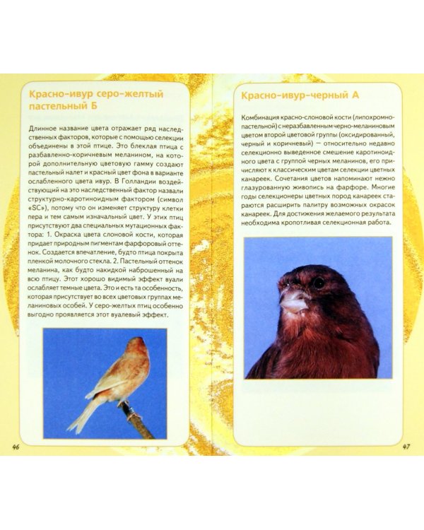 Самые популярные породы канареек