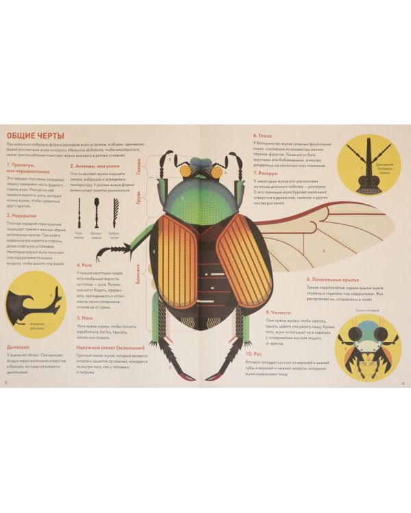 Без ума от жуков