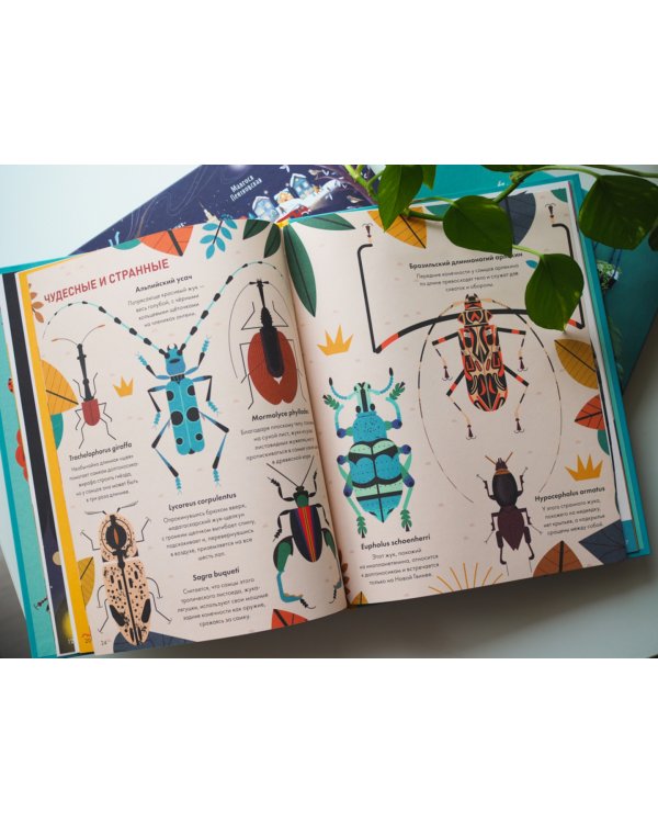 Без ума от жуков