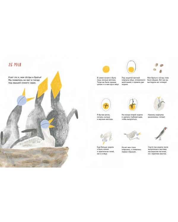 Дневник ласточки