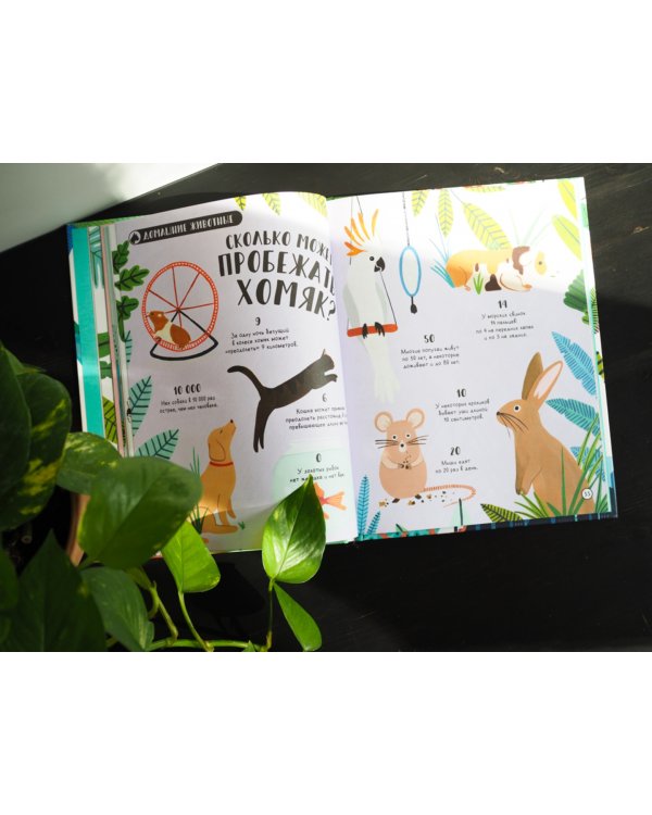 Сколько пятен у гепарда? Нескучные факты обо всем на свете