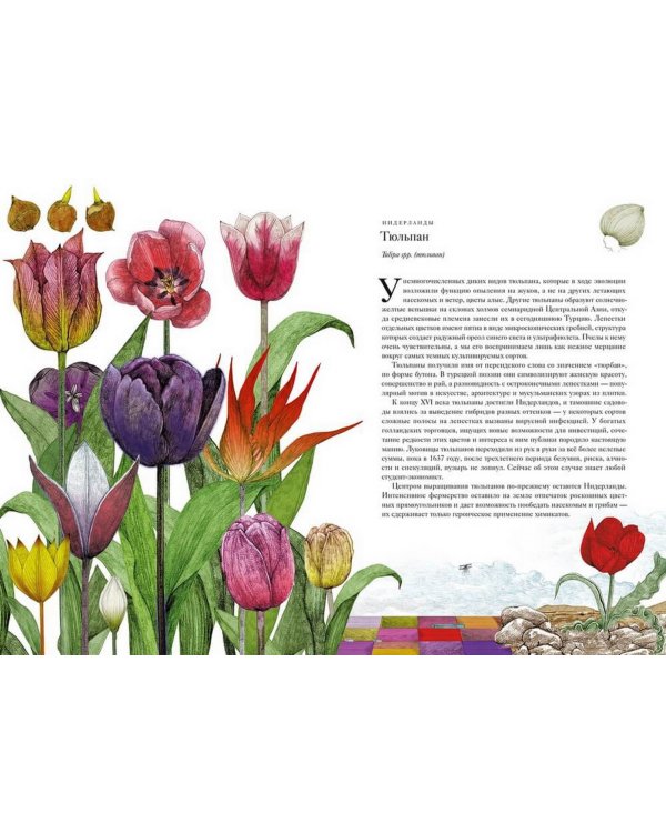 Вокруг света за 80 растений