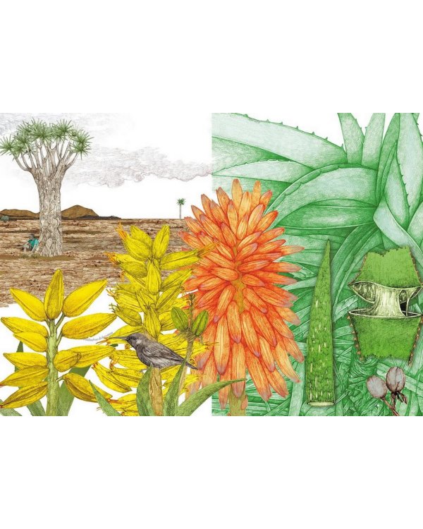 Вокруг света за 80 растений