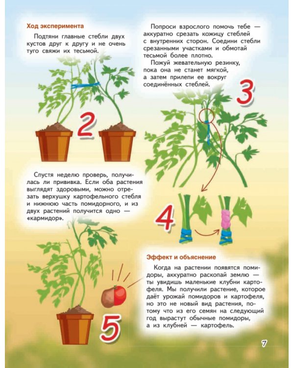 Весёлые научные опыты. Увлекательные эксперименты с растениями и солнечным светом