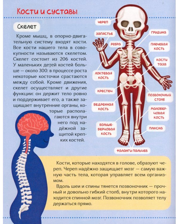 Тело человека. Первая энциклопедия