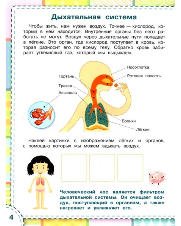 Тело человека. ФГОС ДО