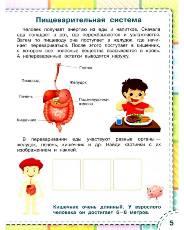 Тело человека. ФГОС ДО