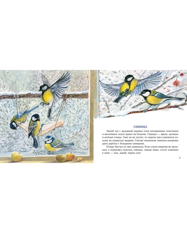 Птицы за окном